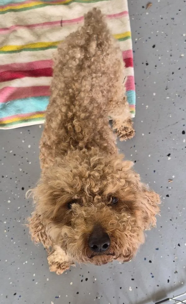 An adult small-sized male Poodle dog named Pen C Barlow for adoption in Lawrenceville, GA