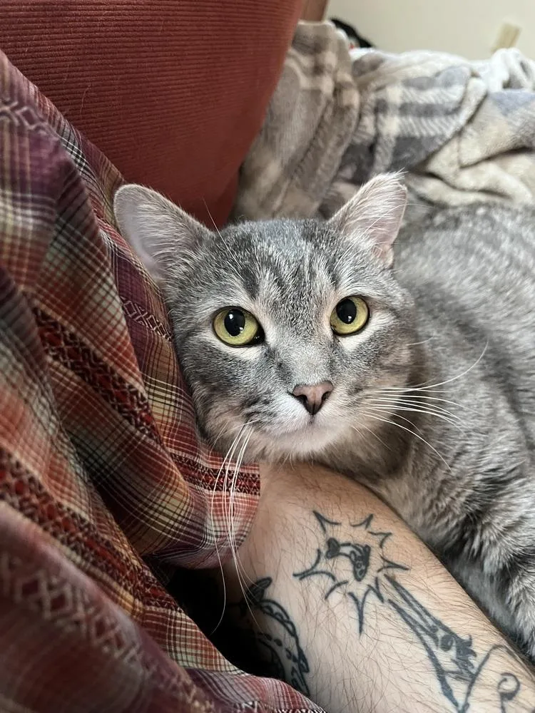 An adult medium-sized male Gray / Blue / Silver Domestic Short Hair cat named Kopka for adoption in Anoka, MN