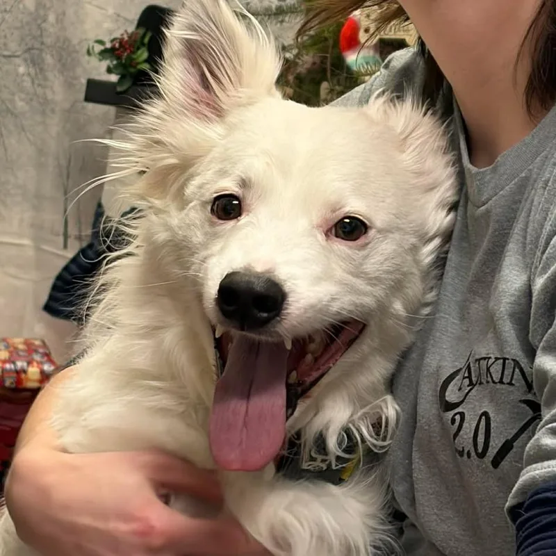 Zoogipon thumbnail 2