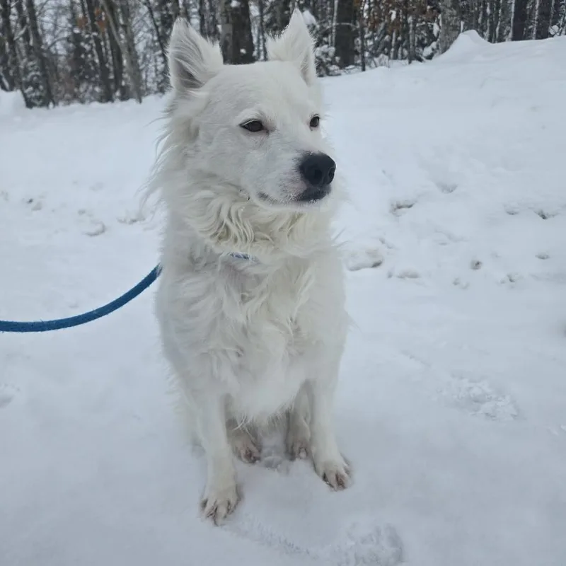 Zoogipon thumbnail 3