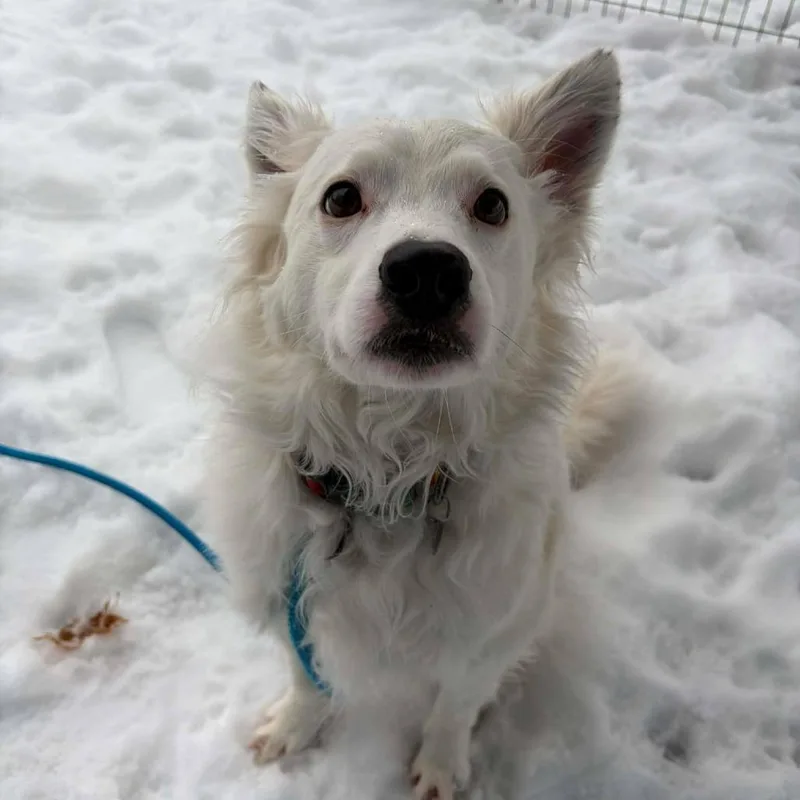 Zoogipon thumbnail 4