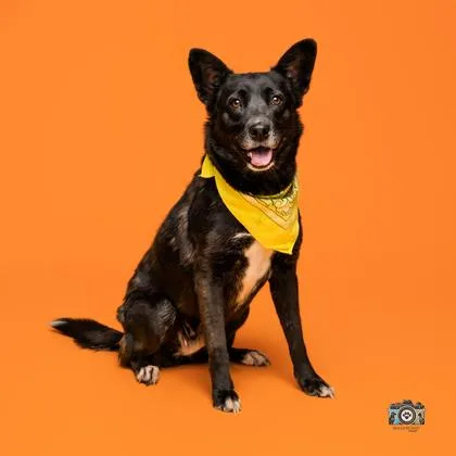 An adult large-sized female German Shepherd Dog dog named Sombra for adoption in El Paso, TX