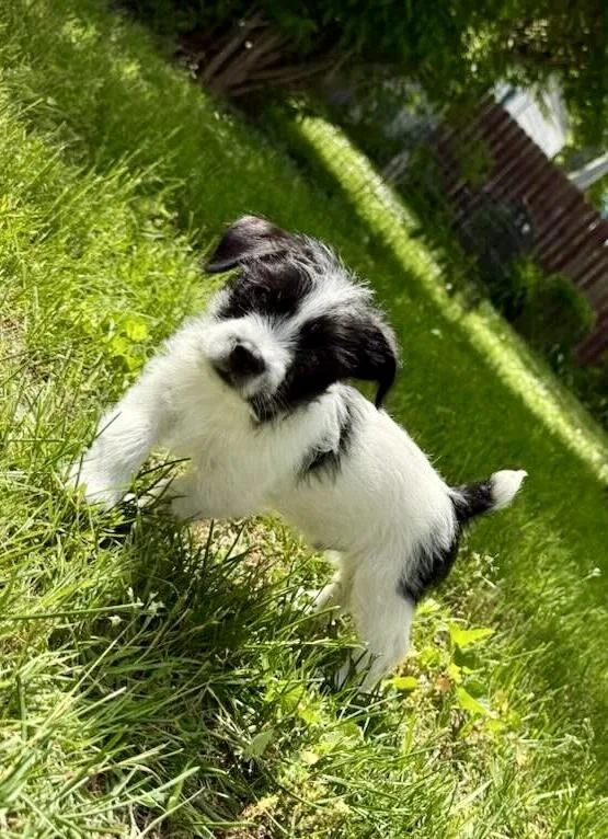 Douglas thumbnail 4