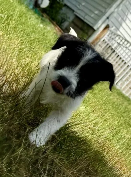 Douglas thumbnail 6