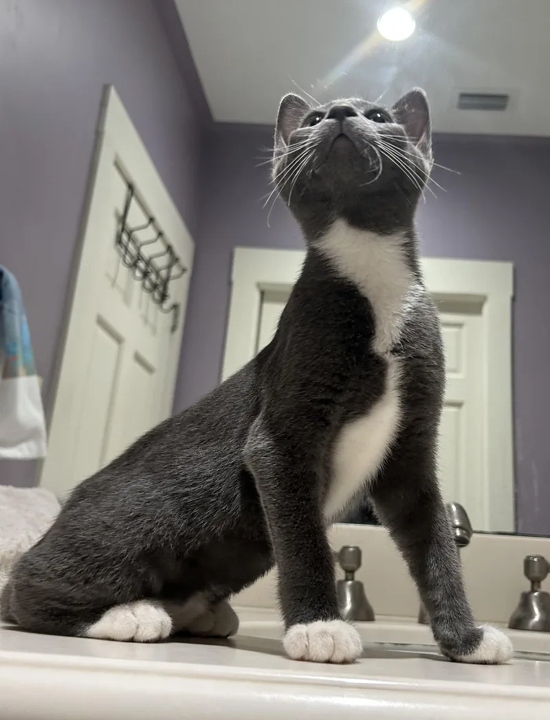A baby medium-sized female Gray & White Russian Blue cat named Kate for adoption in Mobile, AL