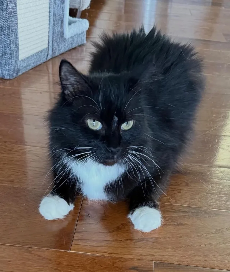 Ari