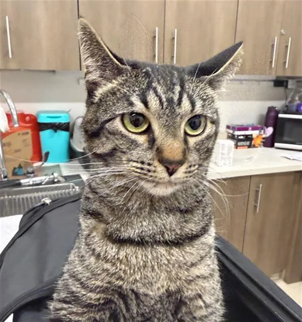 An adult small-sized female Domestic Short Hair cat named Mave for adoption in Baytown, TX