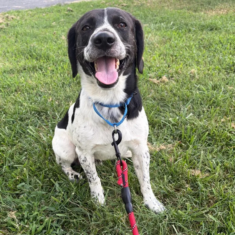 An adult medium-sized male White / Cream Mixed Breed dog named Jury for adoption in Fredericksburg, VA