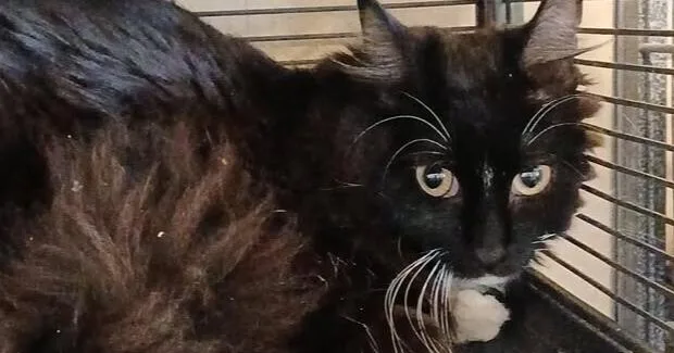An adult medium-sized female Black Domestic Long Hair cat named Sable for adoption in Thatcher, AZ