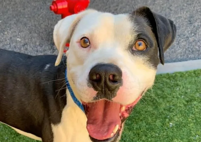 A young large-sized male Pit Bull Terrier dog named Valentino FKA Patrick for adoption in La Grande, OR
