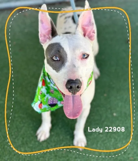A baby medium-sized female Gray / Blue / Silver Pit Bull Terrier dog named Lady for adoption in Marietta, GA