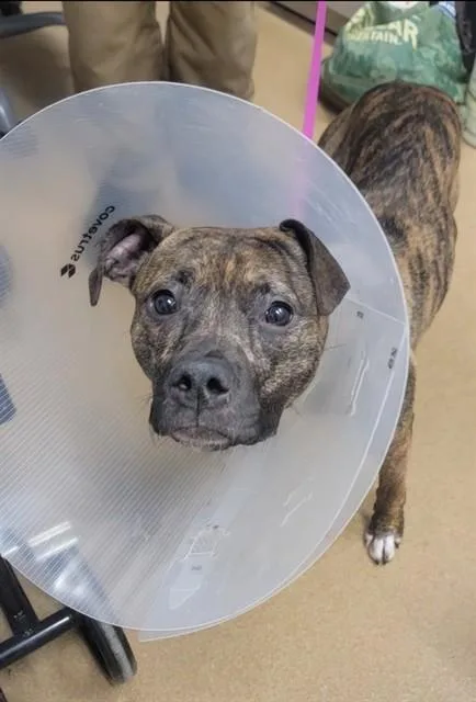 A young medium-sized female Pit Bull Terrier dog named Clover for adoption in Saint Peters, MO
