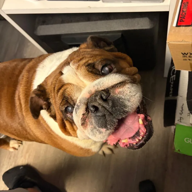 An adult large-sized female Brown / Chocolate English Bulldog dog named Bambina for adoption in Weimar, CA