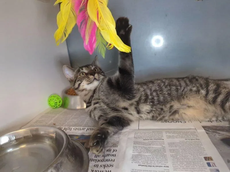 An adult medium-sized female Domestic Short Hair cat named Fern for adoption in Roanoke, VA