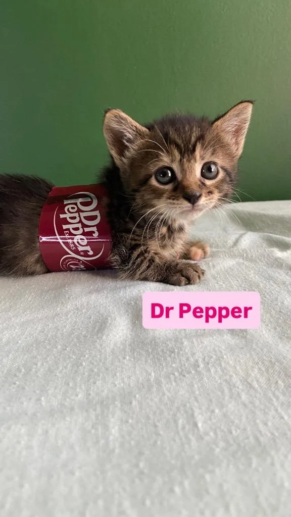 A baby small-sized female Domestic Short Hair cat named Dr Pepper for adoption in Leonardtown, MD