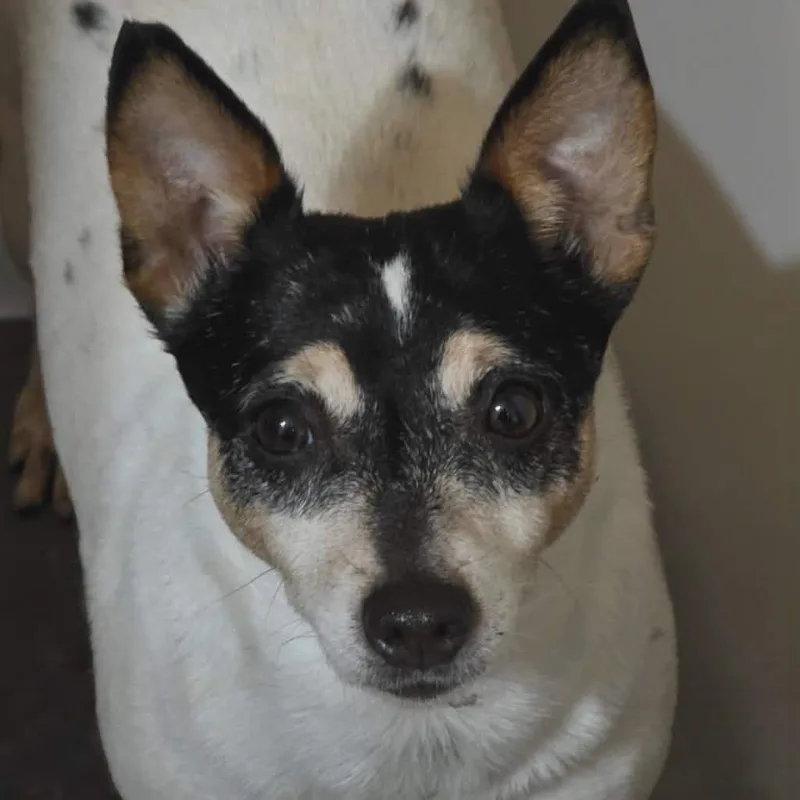 An adult small-sized female Tricolor (Brown, Black, & White) Toy Fox Terrier dog named Maribelle for adoption in Hazelwood, MO