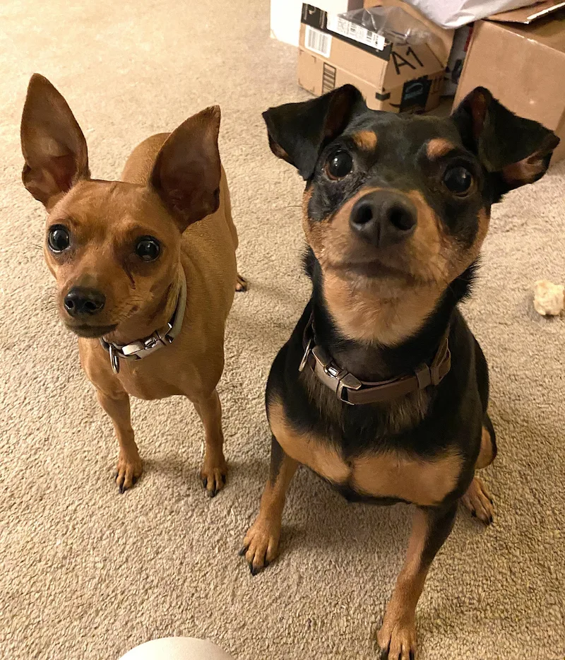 A senior small-sized female Golden Miniature Pinscher dog named Bree for adoption in Amherst, MA