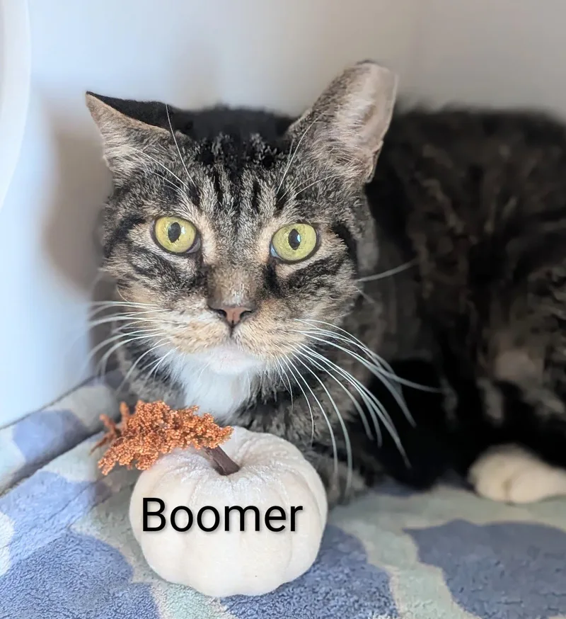 An adult medium-sized male Tabby (Brown / Chocolate) Domestic Short Hair cat named Boomer for adoption in Flint, MI