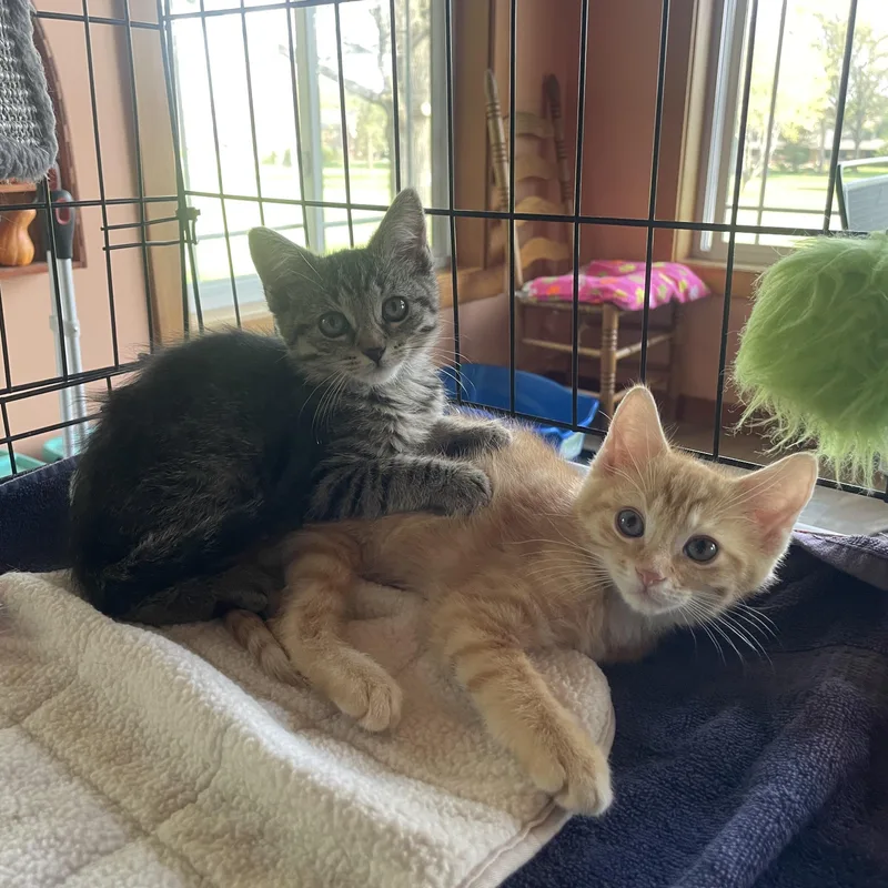 A baby medium-sized female Tabby (Brown / Chocolate) Tabby cat named Penny for adoption in Lombard, IL