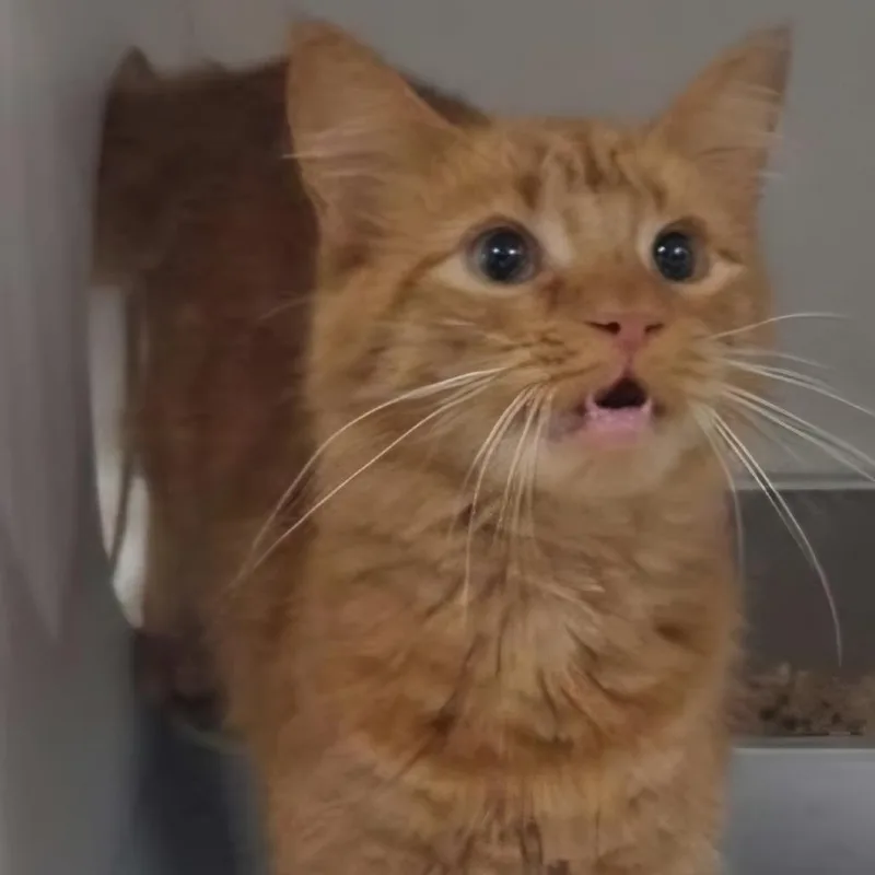 A young small-sized male Domestic Medium Hair cat named Bougie for adoption in Elizabeth City, NC