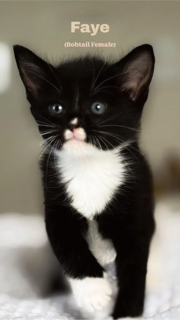 A baby medium-sized female Domestic Short Hair cat named Faye for adoption in Madison, GA