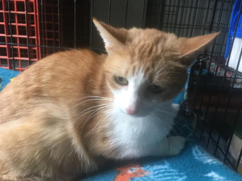 Raina Acc thumbnail 2