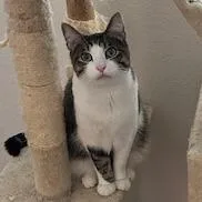An adult small-sized male Brown / Chocolate Domestic Short Hair cat named Halloumi for adoption in Las Vegas, NV