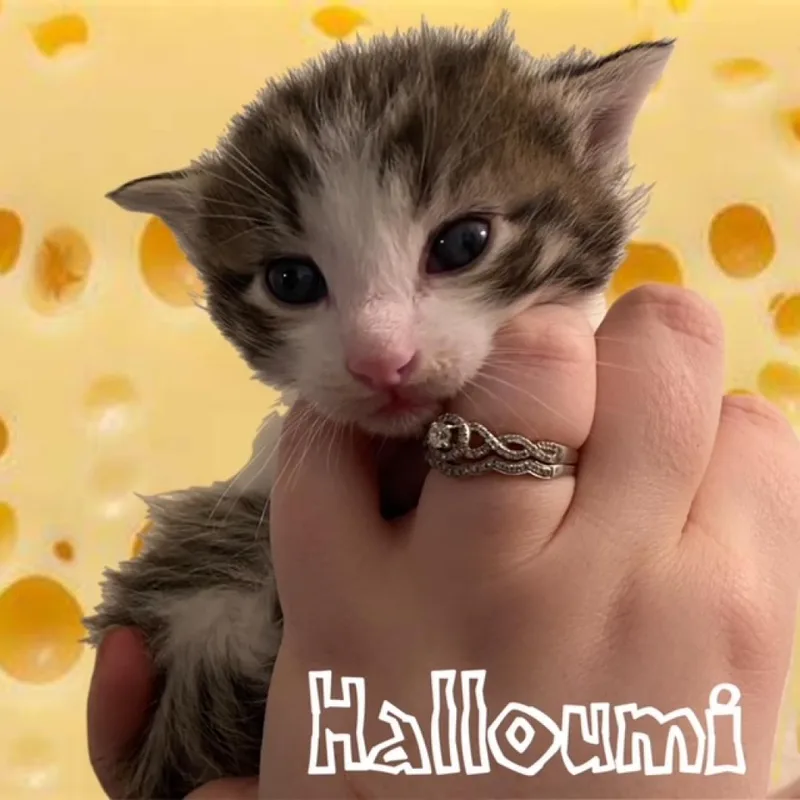 Halloumi thumbnail 2