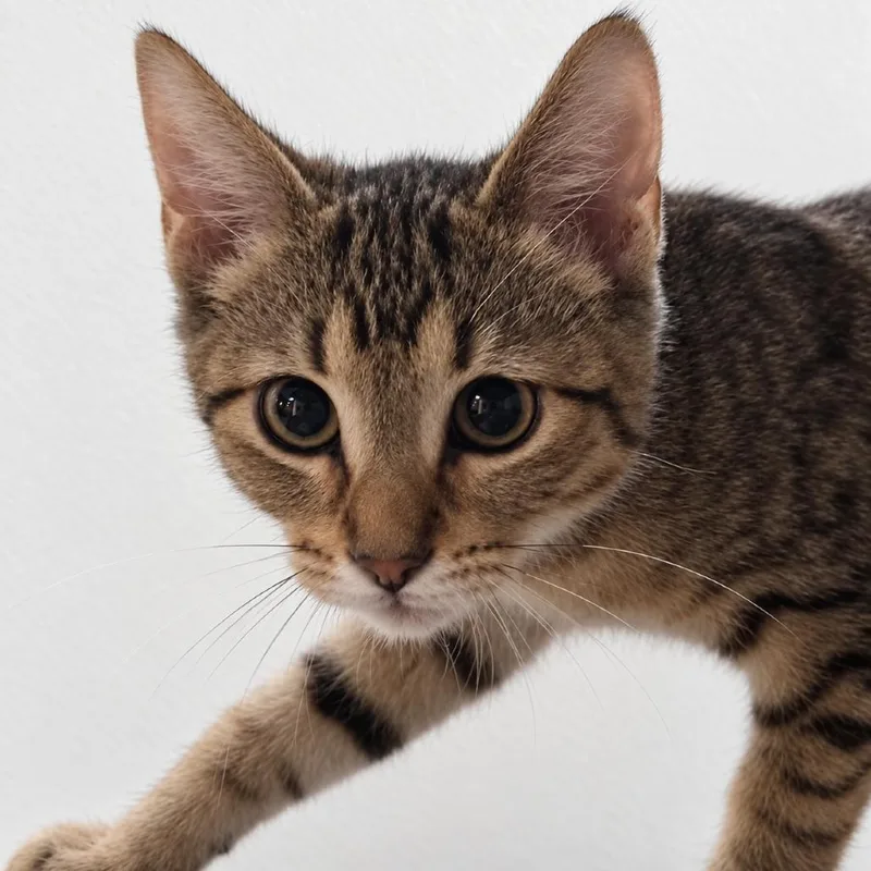 A baby medium-sized female Brown / Chocolate Domestic Short Hair cat named Xena for adoption in Austin, TX