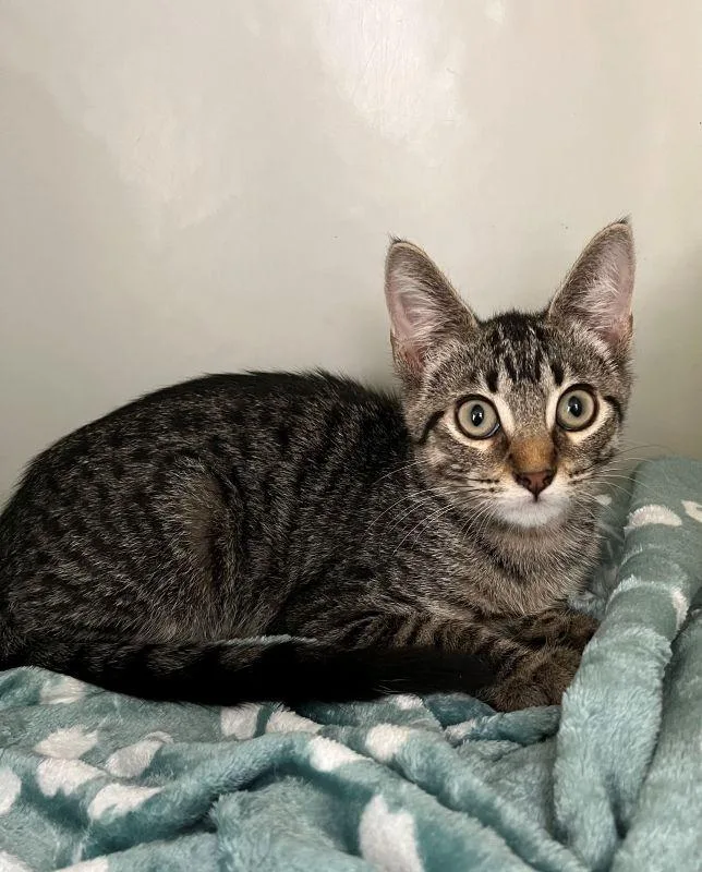A baby medium-sized male Domestic Short Hair cat named Flynn for adoption in Genoa, IL
