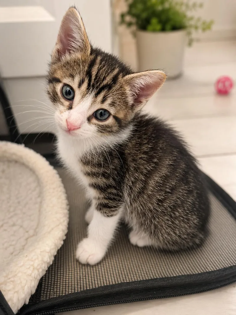 A baby small-sized male Domestic Short Hair cat named Sylvester for adoption in Long Beach, CA