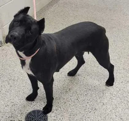 An adult large-sized female Black Pit Bull Terrier dog named Wakanda for adoption in Kansas City, MO