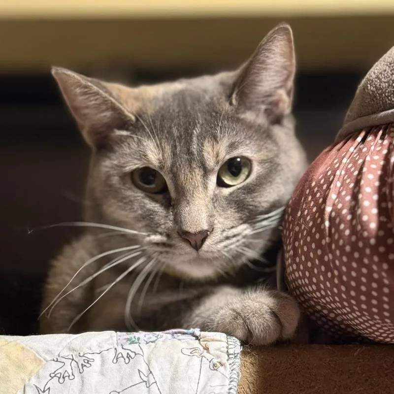 A young small-sized female Tortoiseshell Domestic Short Hair cat named Aayla Secura for adoption in Tucson, AZ
