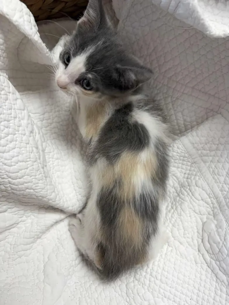 A baby medium-sized female Dilute Calico Domestic Short Hair cat named Breeze for adoption in Greensboro, NC