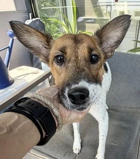 A young small-sized female Tricolor (Brown, Black, & White) Jack Russell Terrier dog named Lilly for adoption in Washington, DC