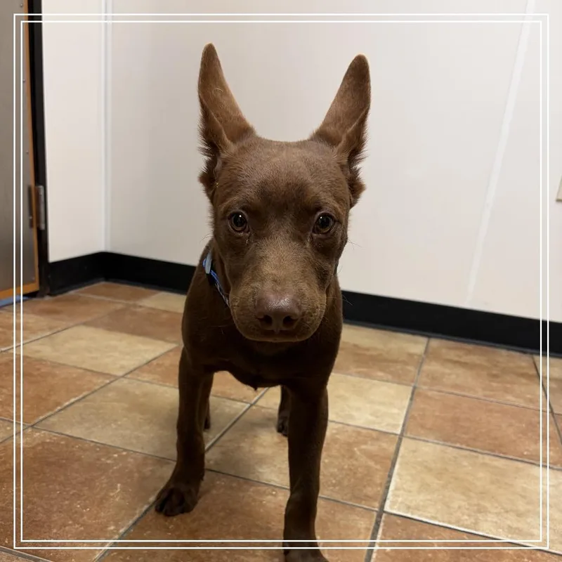 A baby small-sized male Black Shepherd dog named FWT Buster for adoption in Midland, TX