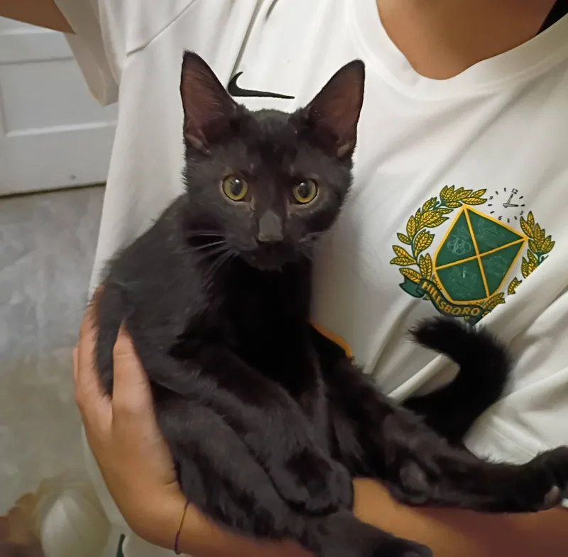 A baby medium-sized male Domestic Short Hair cat named Bugle snuggly & for adoption in Hendersonville, TN