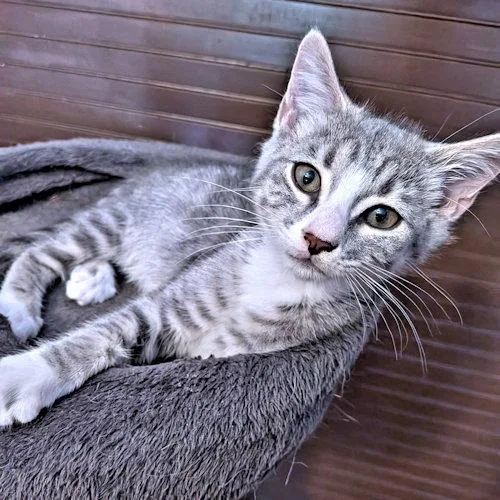 A baby medium-sized male Tabby cat named Cinna for adoption in Rutherfordton, NC