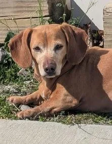 An adult small-sized female Red / Chestnut / Orange Dachshund dog named Juno In Nc for adoption in Shelbyville, TN