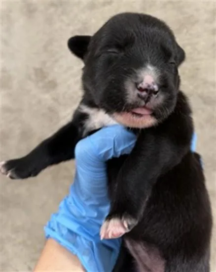 Nibbles