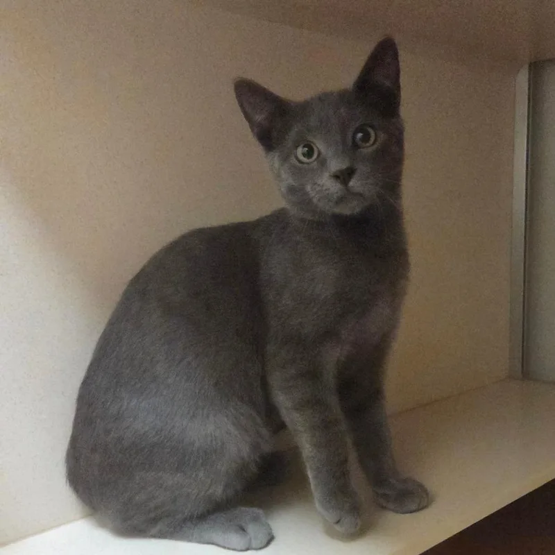 A baby small-sized male Gray / Blue / Silver Domestic Short Hair cat named Ozwald for adoption in Ballston Spa, NY