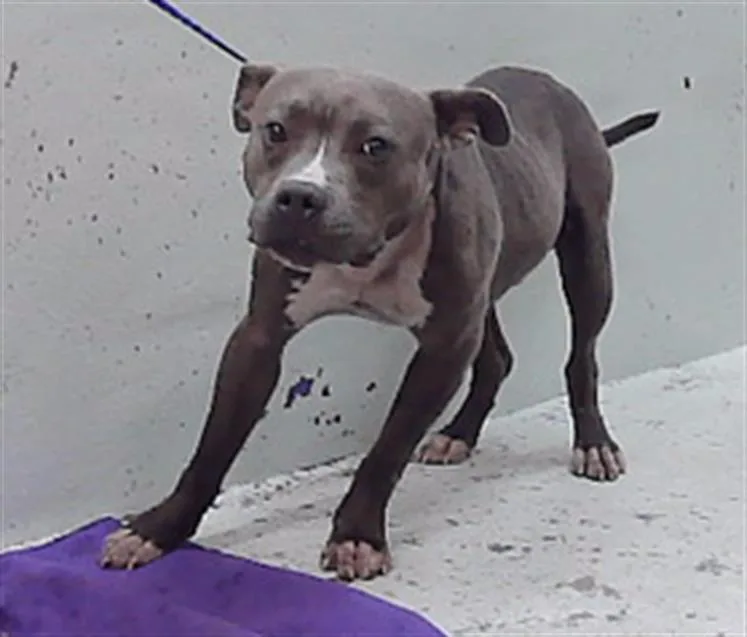 An adult large-sized male Staffordshire Bull Terrier dog named Reno for adoption in Houston, TX