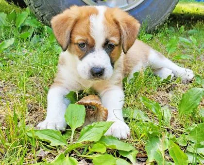 A baby small-sized female Beagle dog named Charmie for adoption in King William, VA