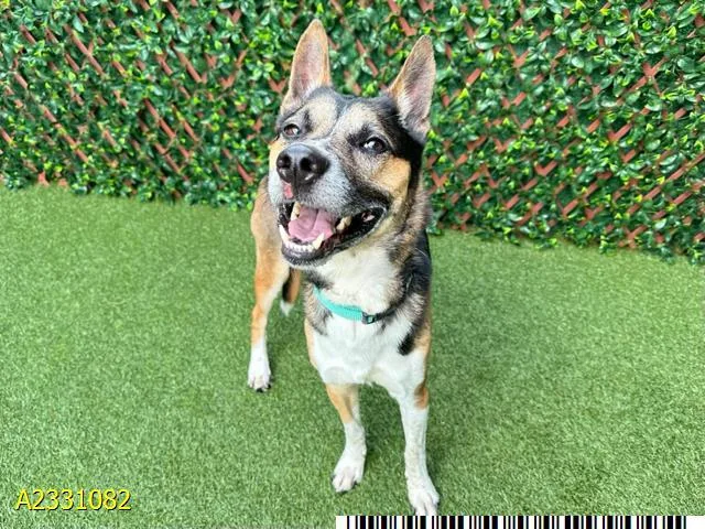 An adult large-sized male Mixed Breed dog named Kodi for adoption in West Palm Beach, FL