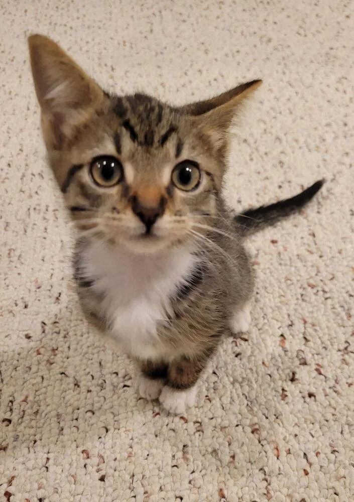 A baby small-sized female Tabby (Brown / Chocolate) Domestic Short Hair cat named Birdie for adoption in Duxbury, MA