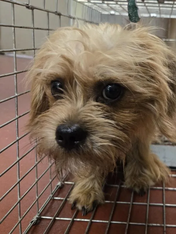 An adult small-sized male Yorkshire Terrier dog named Yogi for adoption in Salisbury, MD
