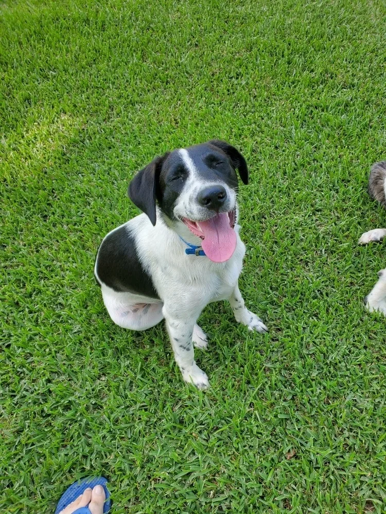 A young medium-sized male Tricolor (Brown, Black, & White) Labrador Retriever dog named Boss for adoption in Pontotoc, MS