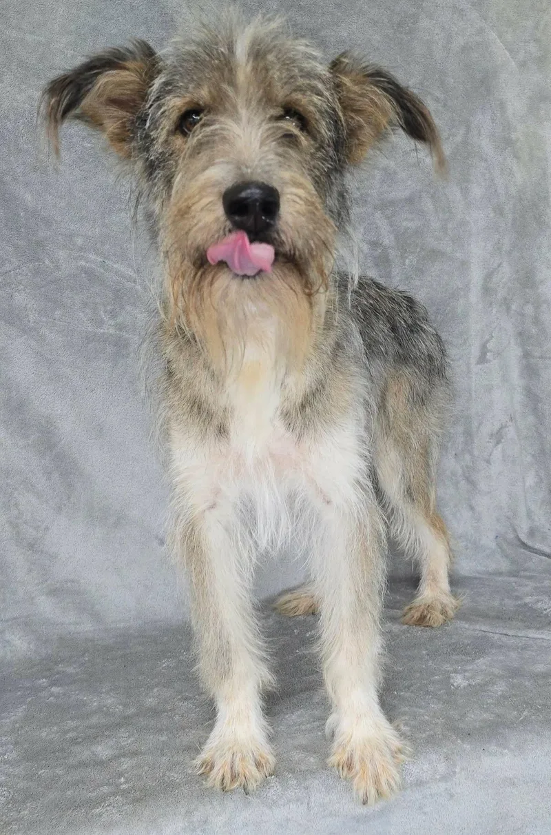 A young medium-sized male Schnauzer dog named Brent for adoption in New York, NY