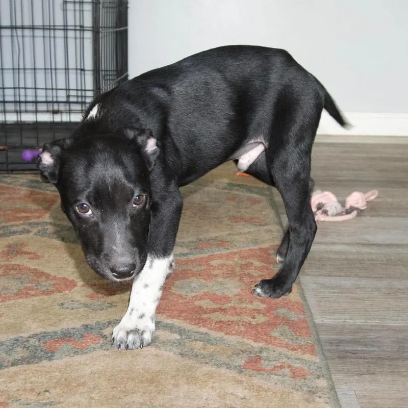 A baby small-sized male Black Labrador Retriever dog named Astro for adoption in Valparaiso, IN