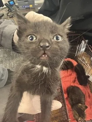 A baby small-sized female Domestic Short Hair cat named Hectra for adoption in West Chester, PA